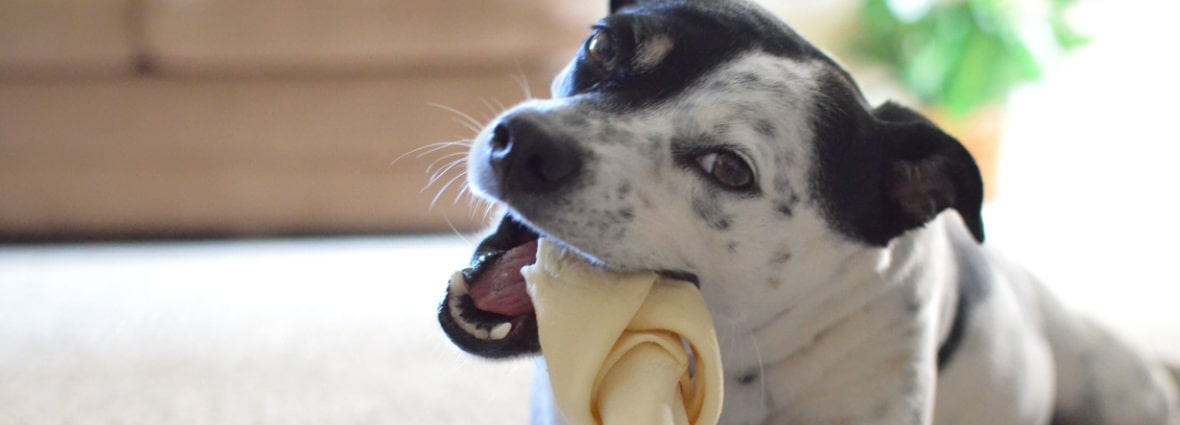 Мифы о пользе костей для собак